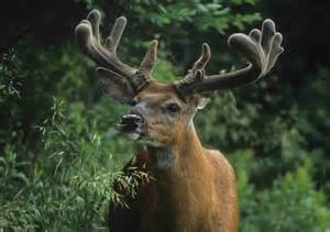 Whitetail Antler Growth