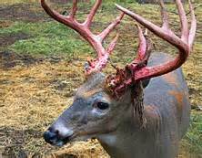 Whitetail Antler Growth