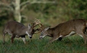 Whitetail Antler Growth