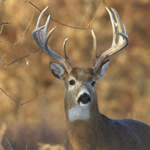 Whitetail Antler Growth