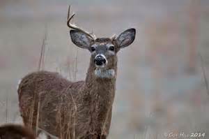 Whitetail Antler Growth