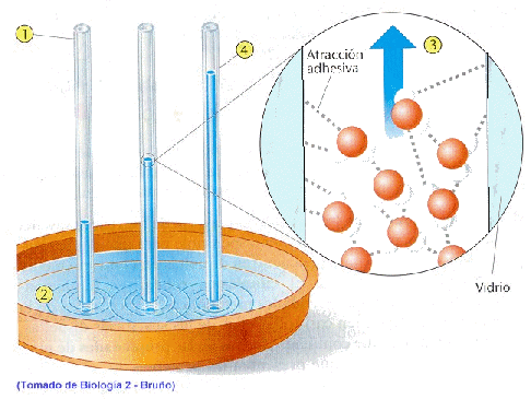 "EL PORQUÉ DE LAS MARAVILLAS DEL AGUA"