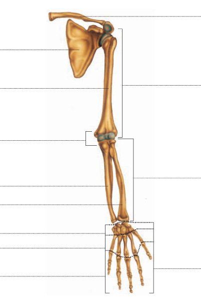 Articulaciones de las extremidades superiores