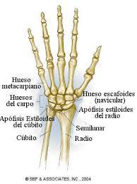 Articulaciones de las extremidades superiores