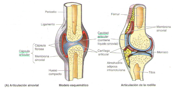 Articulaciones de las extremidades superiores
