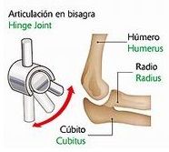 Articulaciones de las extremidades superiores