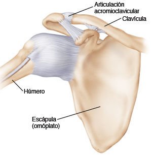 Articulaciones de las extremidades superiores