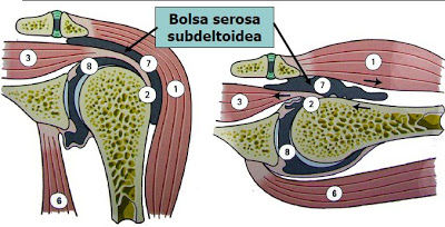 Articulaciones de las extremidades superiores