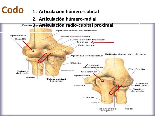 Articulaciones de las extremidades superiores