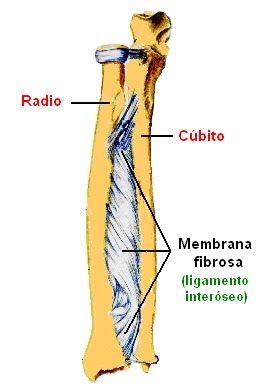 Articulaciones de las extremidades superiores