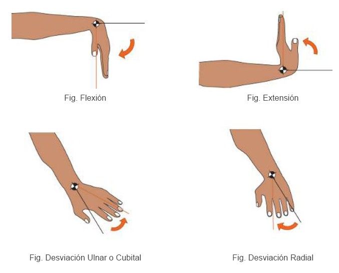 Articulaciones de las extremidades superiores