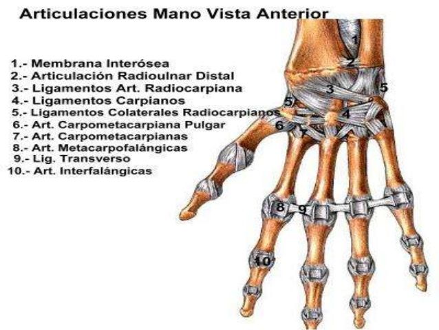 Articulaciones de las extremidades superiores