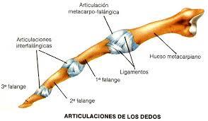 Articulaciones de las extremidades superiores