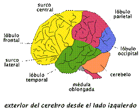 La frenología y la teoría de las localizaciones cerebrales