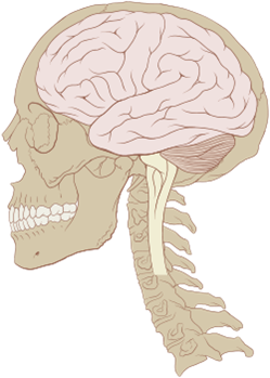 La frenología y la teoría de las localizaciones cerebrales