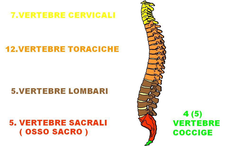 SISTEMA SCHELETRICO