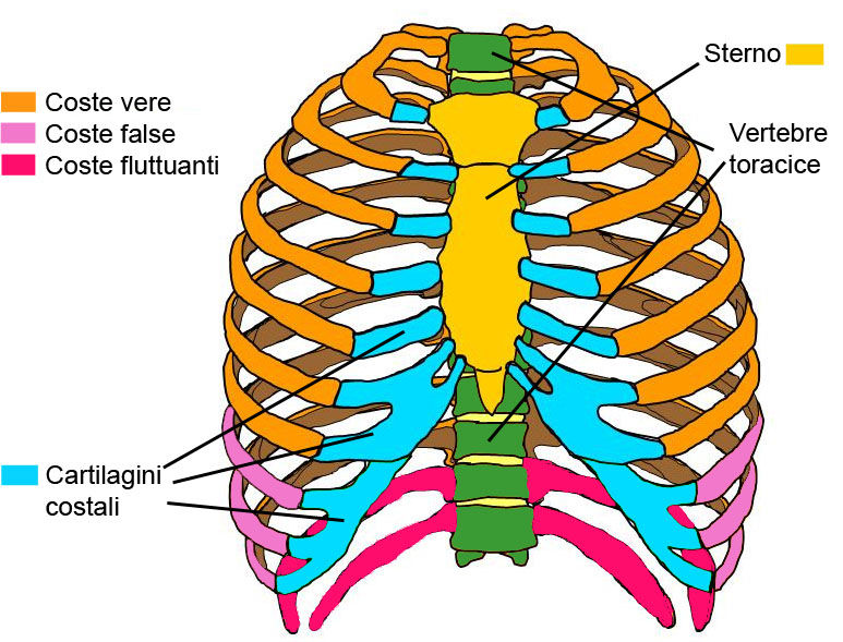 SISTEMA SCHELETRICO