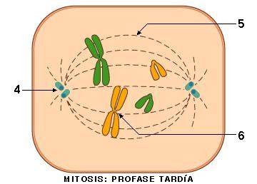 MIOSIS-MIOSIS