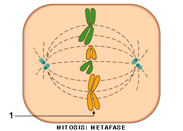 MIOSIS-MIOSIS
