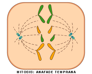 MIOSIS-MIOSIS