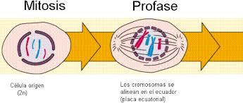 Mitosis y meiosis
