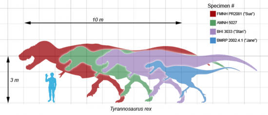 TYRANNOSAURE REX
