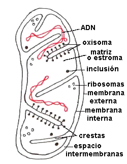 Estructuras Celulares_5_1