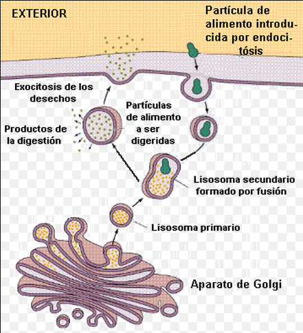 Estructuras Celulares_5_1