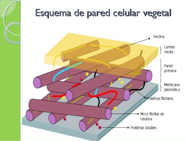 Estructuras Celulares_5_1