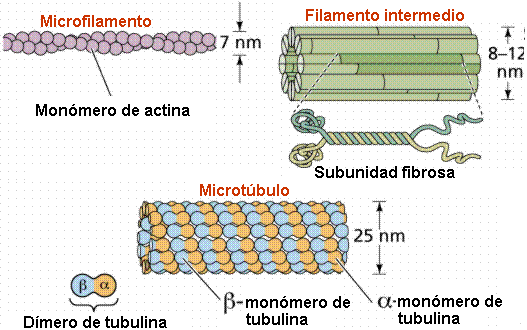 Estructuras Celulares_5_1