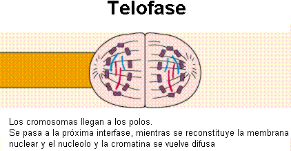 Mitosis y meiosis