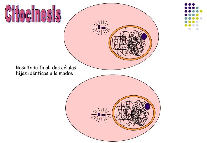 Mitosis y meiosis