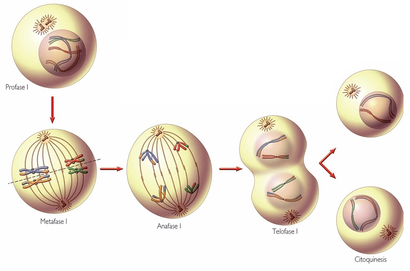 Mitosis y meiosis
