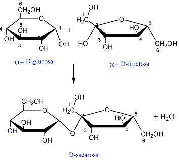 Carbohidratoss