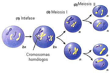 MIOSIS-MIOSIS