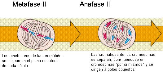 Mitosis y meiosis