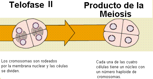 Mitosis y meiosis
