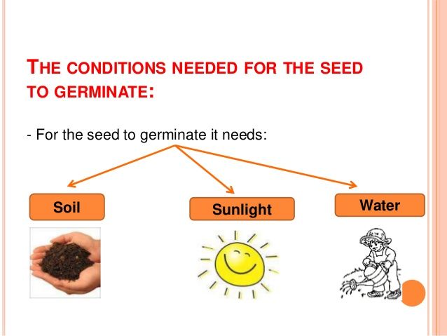 Germination of Seed