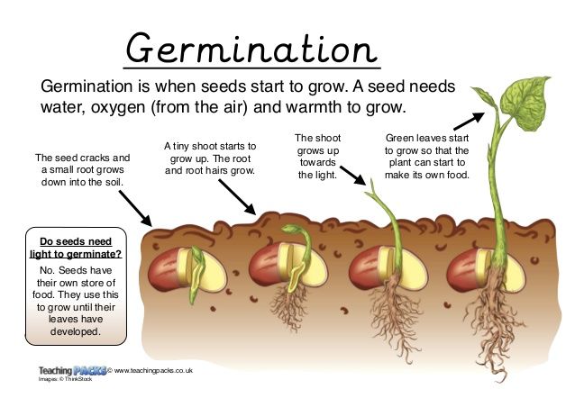 Germination of Seed