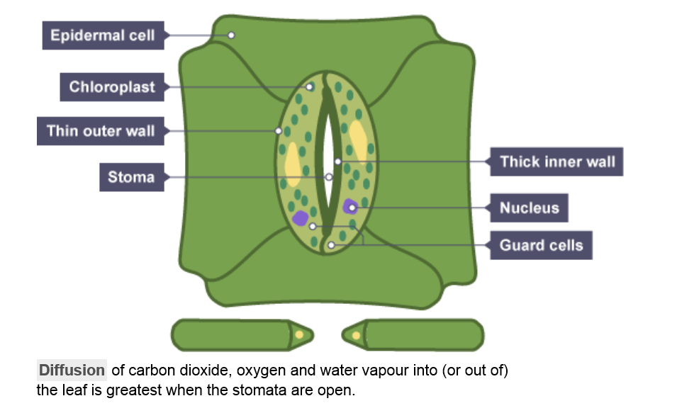 gas exchange in plants