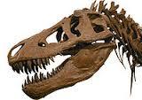 Tyrannosaure rex