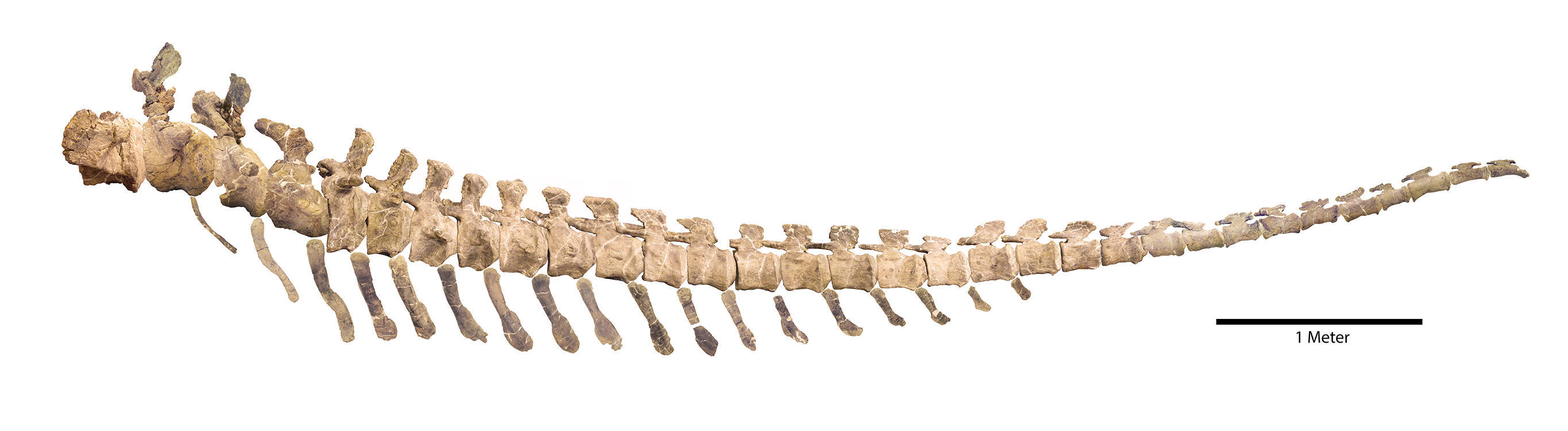 Tyrannosaure rex