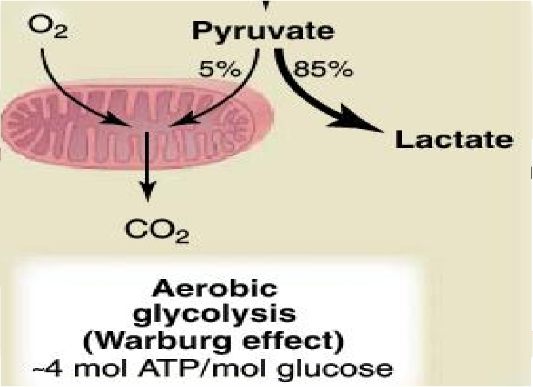 Reprogramación glucolítica y el efecto Warburg
