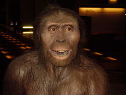 LA EVOLUCION DEL HOMBRE