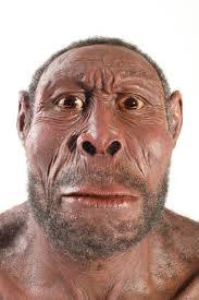 LA EVOLUCION DEL HOMBRE