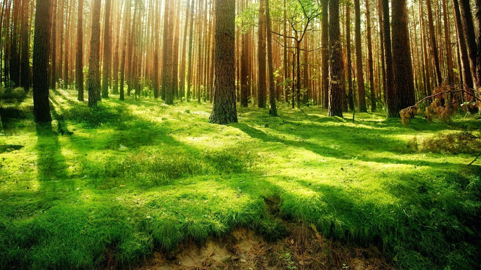 Ecosistemas