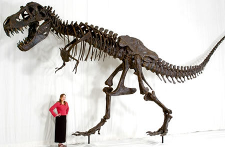 Tyrannosaure rex