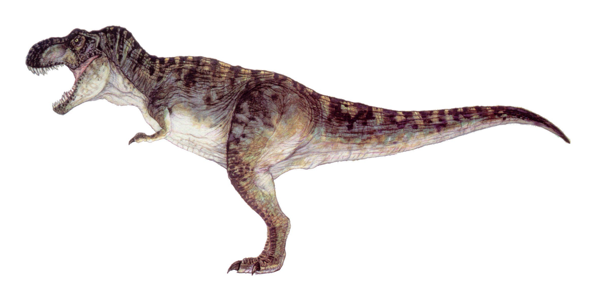 tyrannosaure rex