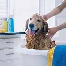 ATENCIÓN A DOMICILIO PARA MASCOTAS