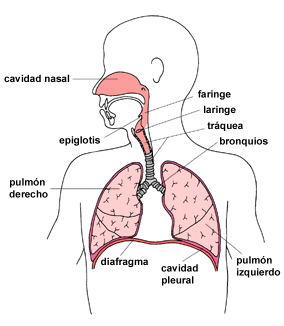 El sistema respiratori